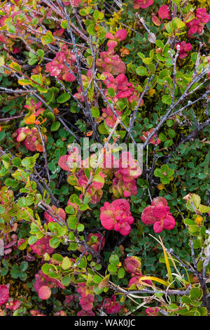 Greenland, Eqip Sermia. Dwarf birch and other tundra plants. Stock Photo