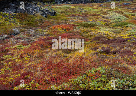 Greenland, Eqip Sermia. Greenlandic forest of dwarf trees and other plants. Stock Photo