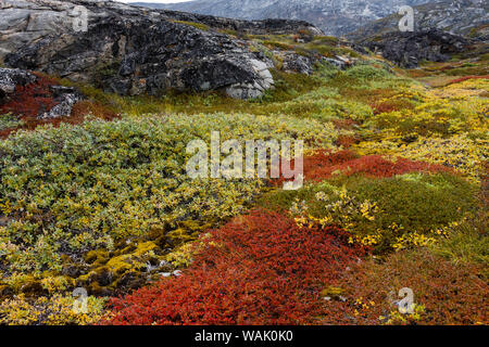 Greenland, Eqip Sermia. Greenlandic forest of dwarf trees and other plants. Stock Photo