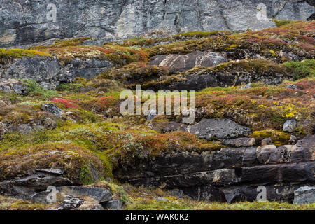 Greenland, Eqip Sermia. Rocks covered by a thick blanket of moss, lichen and dwarf trees, Stock Photo