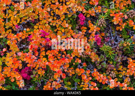 Greenland, Eqip Sermia. Dwarf birch in fall color. Stock Photo