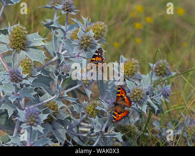 Sea holly Eryngium maritimum and Painted lady and Small Tortoiseshell butterflies Thornham Dunes Norfolk August Stock Photo