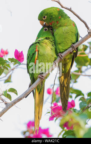 White-eyed parakeets preening one another Stock Photo