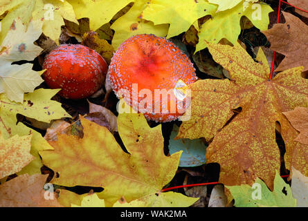 USA, Oregon, Willamette National Forest. Amanita mushroom and fall-colored leaves of bigleaf maple on forest floor. Stock Photo