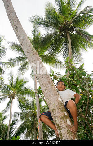 Kosrae, Micronesia (FSM). Local boy climbs palm tree on beach. (Editorial Use Only) Stock Photo