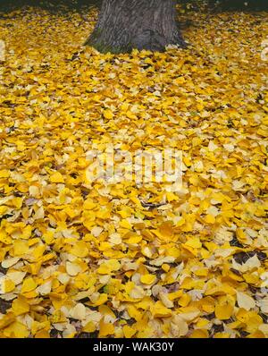 USA, Oregon, Mount Hood National Forest. Fall-colored leaves of black cottonwood (Populus trichocarpa) cover ground and surround it's trunk. Stock Photo