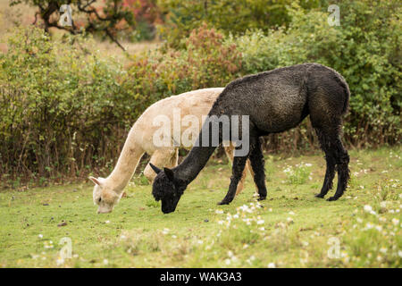 Hood River, Oregon, USA. Two alpacas grazing in a pasture. Stock Photo