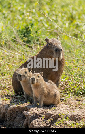 Pantanal, Mato Grosso, Brazil. Portrait of a mother capybara and her young on the Cuiaba riverbank. Stock Photo