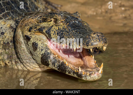 Pantanal, Mato Grosso, Brazil. Yacare caiman with an open mouth sunning itself in the Cuiaba River. Stock Photo