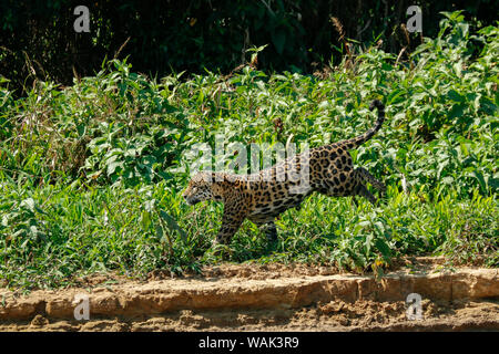 Pantanal, Mato Grosso, Brazil. Mother jaguar running after yacare caiman for herself and her two cubs, along the Cuiaba River. Stock Photo