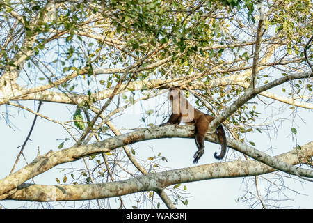 Pantanal, Mato Grosso, Brazil. Brown or black-capped, Pin or tufted monkey (Sapajus apella) straddling a branch. Stock Photo