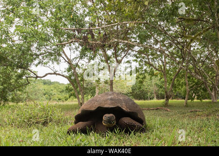 Ecuador, Galapagos Islands, Santa Cruz Highlands. Galapagos giant tortoise feeding on grass. Stock Photo