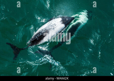 Falkland Islands. Commerson's dolphins bow riding. Stock Photo