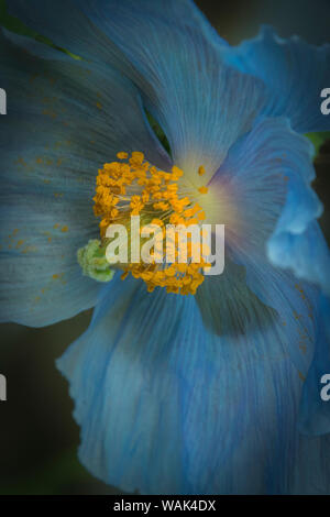 USA, Pennsylvania, Philadelphia. African blue poppy close-up. Credit as: Jay O'Brien / Jaynes Gallery / DanitaDelimont.com