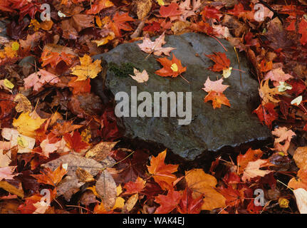 USA, Pennsylvania, World's End State Park. Fallen leaves and ferns growing from rock. Credit as: Dennis Flaherty / Jaynes Gallery / DanitaDelimont.com Stock Photo