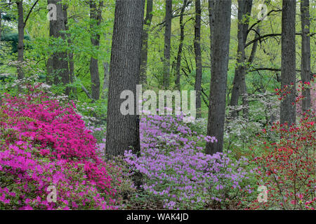 Azaleas in bloom, Jenkins Arboretum and Garden, Devon, Pennsylvania. Stock Photo