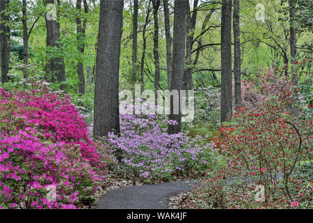 Path and azaleas in bloom, Jenkins Arboretum and Garden, Devon, Pennsylvania. Stock Photo