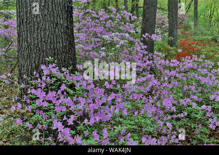 Azaleas in bloom, Jenkins Arboretum and Garden, Devon, Pennsylvania. Stock Photo