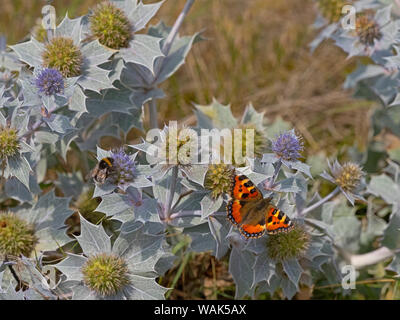 Sea holly Eryngium maritimum and Small Tortoiseshell butterfly Thornham Dunes Norfolk August Stock Photo