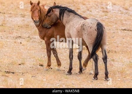 USA, Utah, Tooele County. Wild horse stallions close-up. Credit as: Cathy and Gordon Illg / Jaynes Gallery / DanitaDelimont.com Stock Photo