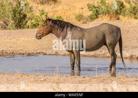 USA, Utah, Tooele County. Wild horse at waterhole. Credit as: Cathy and Gordon Illg / Jaynes Gallery / DanitaDelimont.com Stock Photo