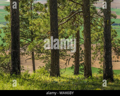 USA, Washington State, Kamiak Butte County Park. Ponderosa pine trees. Credit as: Don Paulson / Jaynes Gallery / DanitaDelimont.com Stock Photo