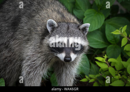 USA, Washington State, Seabeck. Raccoon close-up. Credit as: Don Paulson / Jaynes Gallery / DanitaDelimont.com Stock Photo