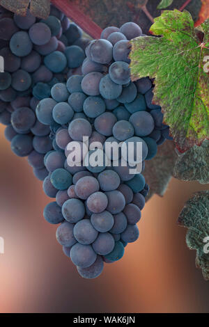 USA, Washington State, Seabeck. Close-up of grapes on vine. Credit as: Don Paulson / Jaynes Gallery / DanitaDelimont.com Stock Photo