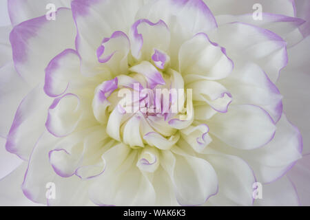 USA, Washington State, Seabeck. Dahlia blossom close-up. Credit as: Don Paulson / Jaynes Gallery / DanitaDelimont.com Stock Photo