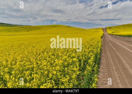 Dirt road through canola Fields in Eastern Washington, Palouse Country. Stock Photo