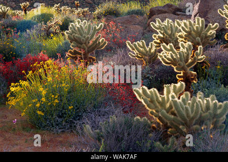 Backlight on Brittlebush, Jumping Cholla, and Chuparosa in bloom near Plum Canyon, Anza-Borrego Desert State Park, California, USA. Stock Photo