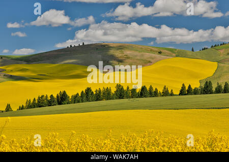 Canola fields with pine trees near Kamak Butte, Eastern Washington Stock Photo