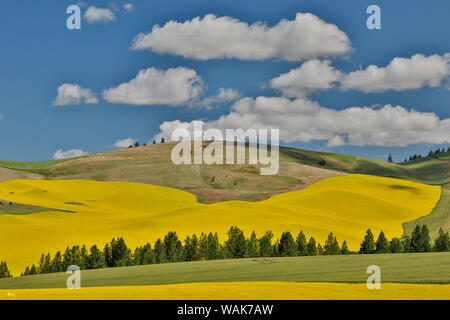 Canola fields with pine trees near Kamak Butte, Eastern Washington Stock Photo