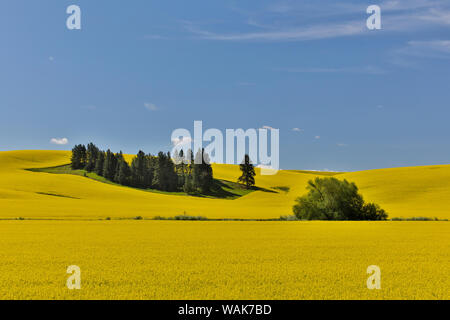 Canola fields with pine trees near Kamak Butte, Eastern Washington Stock Photo