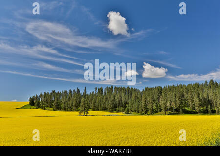 Canola fields with pine trees near Kamak Butte, Eastern Washington Stock Photo