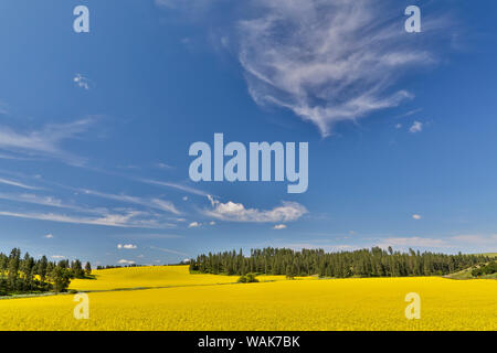 Canola fields with pine trees near Kamak Butte, Eastern Washington Stock Photo