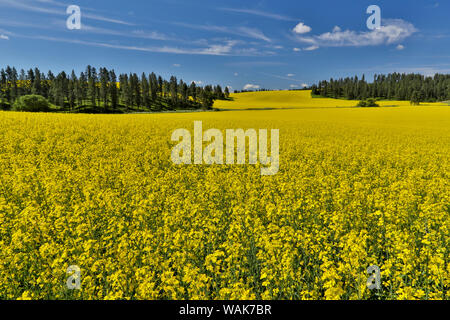 Canola fields with pine trees near Kamak Butte, Eastern Washington Stock Photo