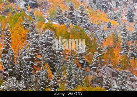 Fresh snow on fall aspens and pines along Bishop Creek, Inyo National Forest, Sierra Nevada Mountains, California, USA. Stock Photo