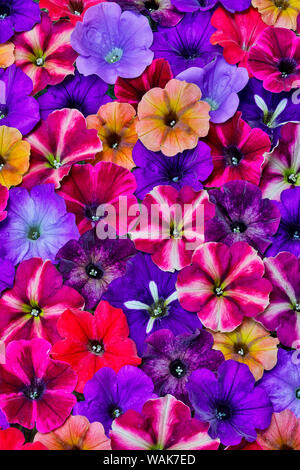 Variety of Petunia flowers in pattern, Sammamish, Washington State. Stock Photo