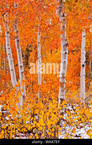 Fresh snow on fall aspens along Bishop Creek, Inyo National Forest, Sierra Nevada Mountains, California, USA. Stock Photo