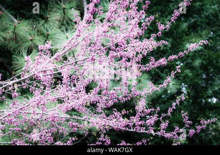 Western Redbud (Cercis occidentalis), Yosemite National Park, California, USA. Stock Photo