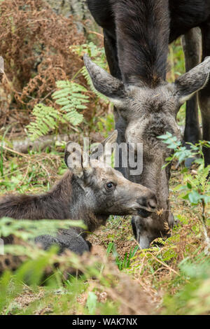 Eatonville, Washington State, USA. Moose calf resting while its mother eats close by, Northwest Trek Wildlife Park. Stock Photo