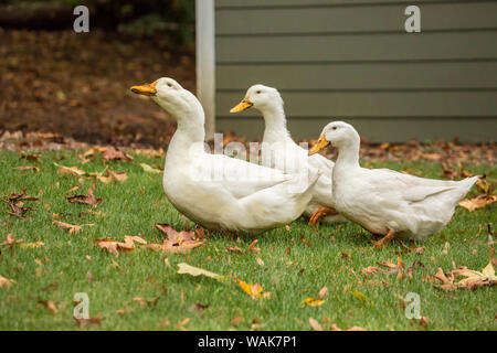 Issaquah, Washington State, USA. Three free-ranging domestic Pekin ducks strolling through the yard and eating as they go. (PR)