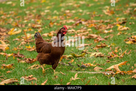 Issaquah, Washington State, USA. Free-ranging Rhode Island Red hen. (PR)