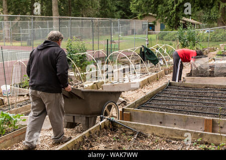 Issaquah, Washington State, USA. Man pushing a wheelbarrow of compost for springtime soil preparation in a community garden. (MR,PR) Stock Photo