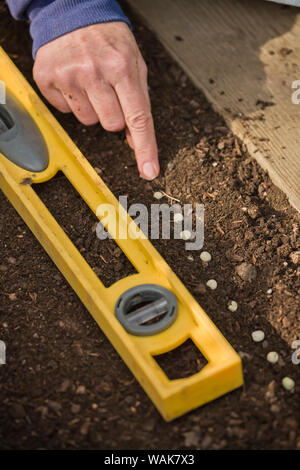 Sammamish, Washington State, USA. Woman planting snap pea seeds, measuring with a ruler on a level to get proper spacing. (MR,PR) Stock Photo