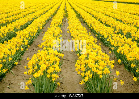 Mount Vernon, Washington State, USA. Field of yellow daffodils. Stock Photo