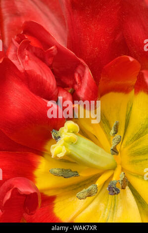 Mount Vernon, Washington State, USA. Close-up of the inside of an Abba Tulip. Stock Photo