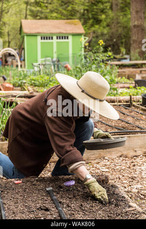 Issaquah, Washington State, USA. Woman planting bean seeds in a community garden in springtime. (MR,PR) Stock Photo