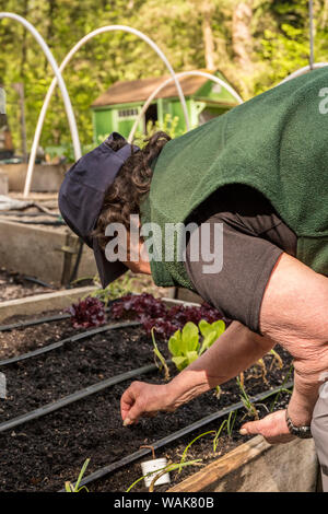Issaquah, Washington State, USA. Woman planting carrot seeds in a raised bed garden in a community garden. (MR,PR) Stock Photo